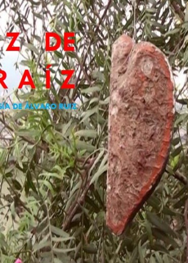 Ruiz de raíz