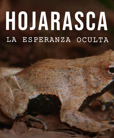 Hojarasca: La esperanza oculta