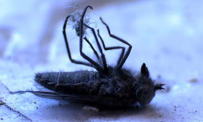 IMAGENES_SURIRE_27_Mosca-500x300.jpg